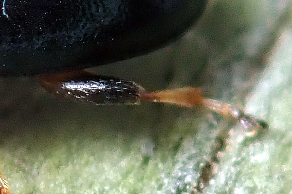 Chrysomelidae Alticinae: cfr. Aphthona sp.